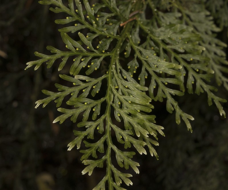 Hymenophyllum fuciforme photo 3