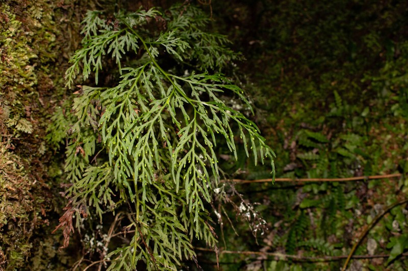 Hymenophyllum fuciforme photo 4