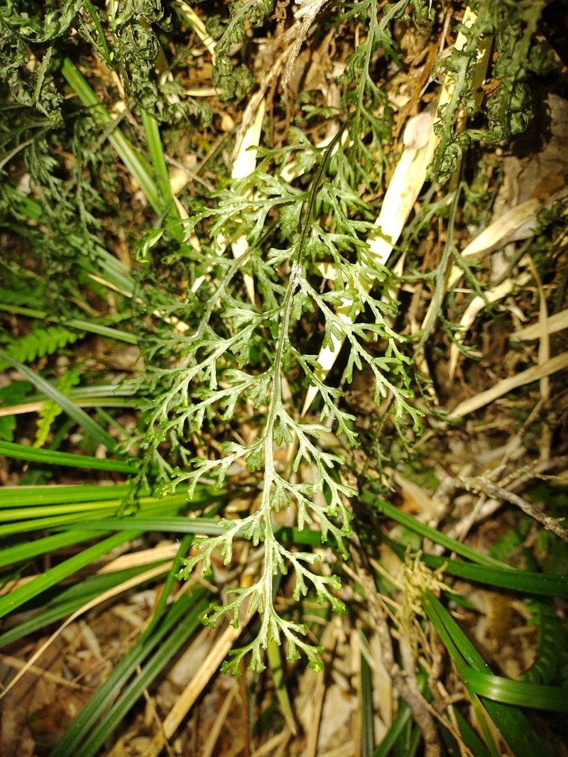 Hymenophyllum fuciforme photo 5