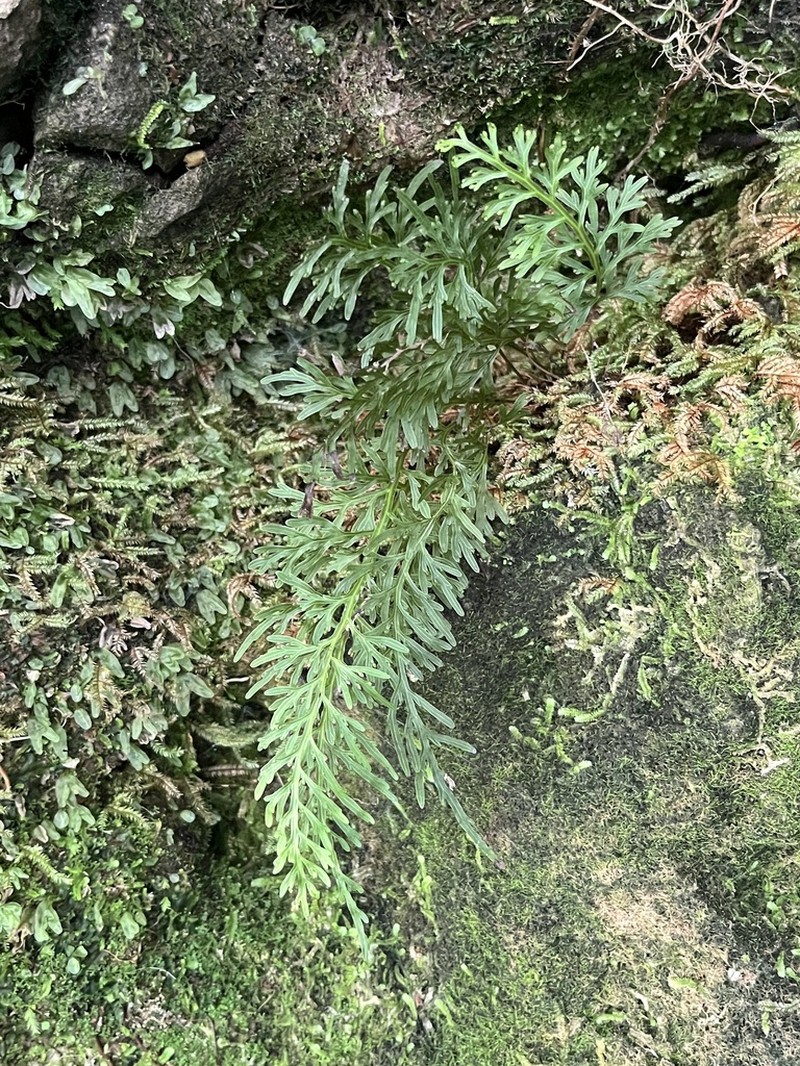 Hymenophyllum fuciforme photo 6