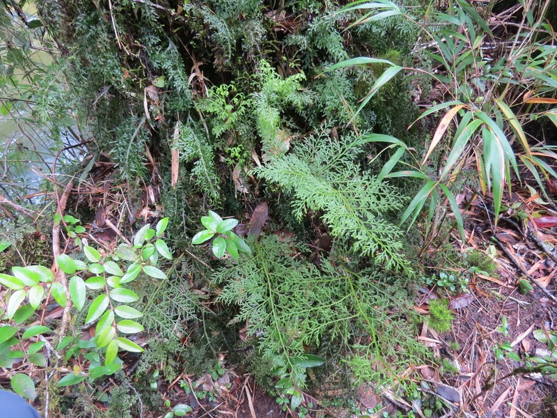 Hymenophyllum fuciforme photo 7