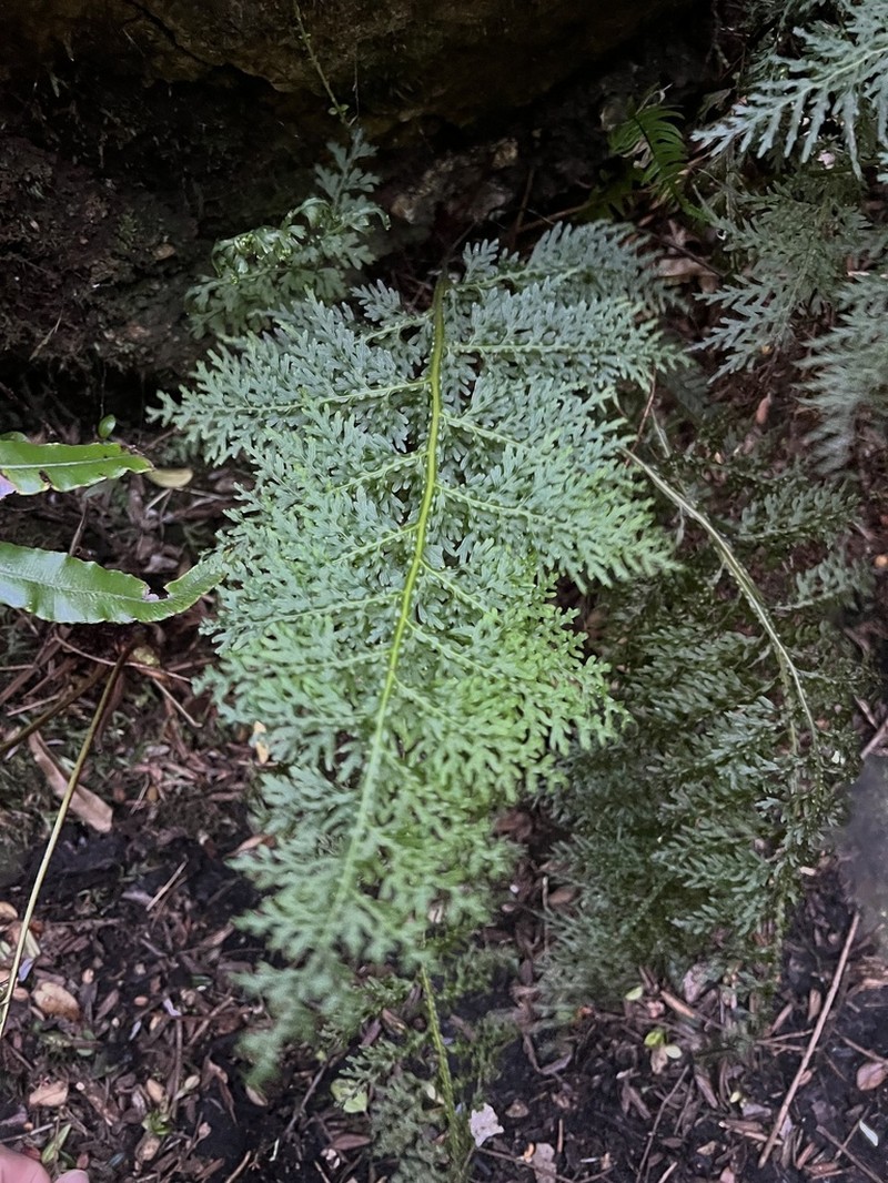 Hymenophyllum fuciforme photo 8