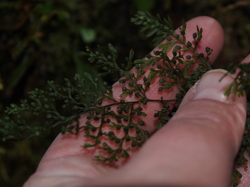 Graceful Filmy Fern photo 2