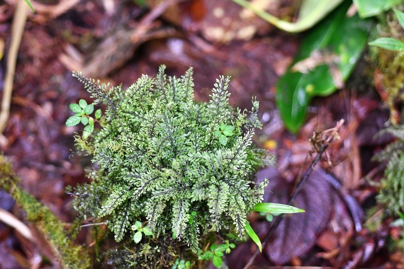 Graceful Filmy Fern photo 3