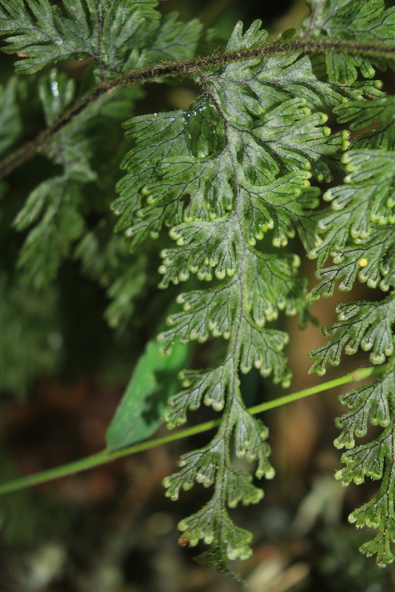 Graceful Filmy Fern photo 4