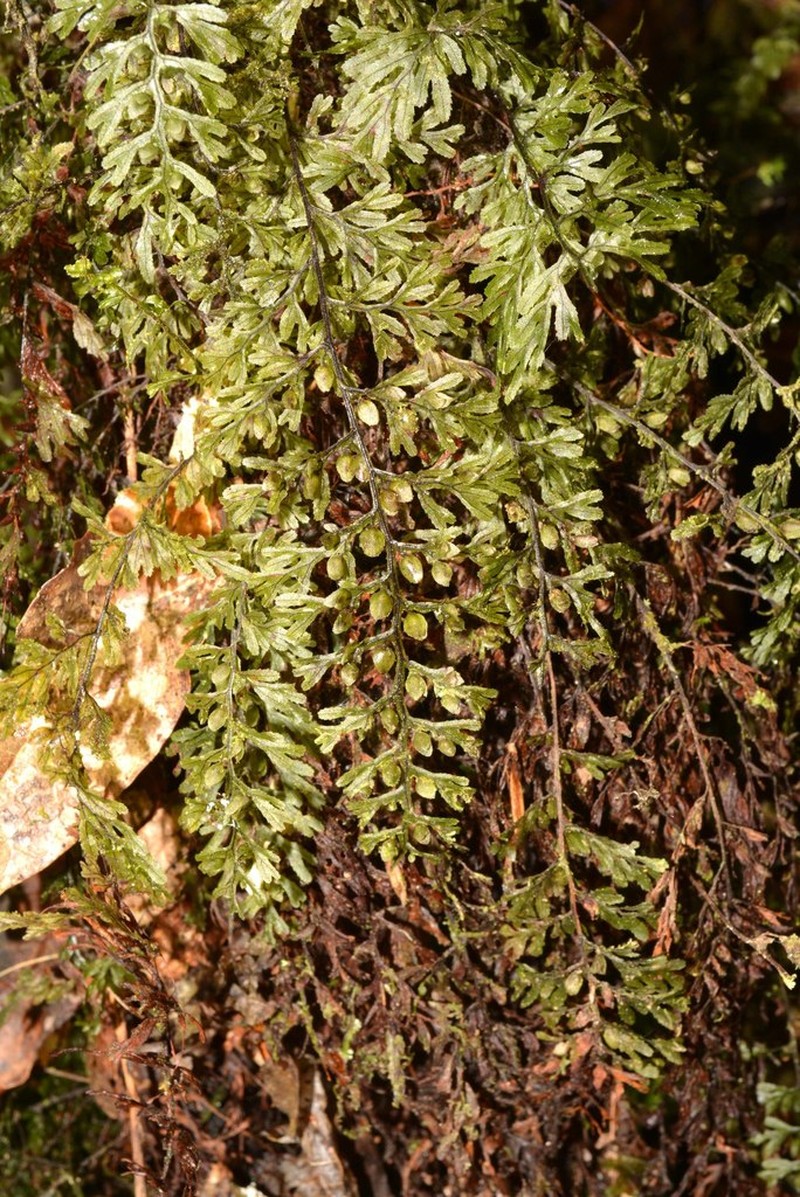 Graceful Filmy Fern photo 5