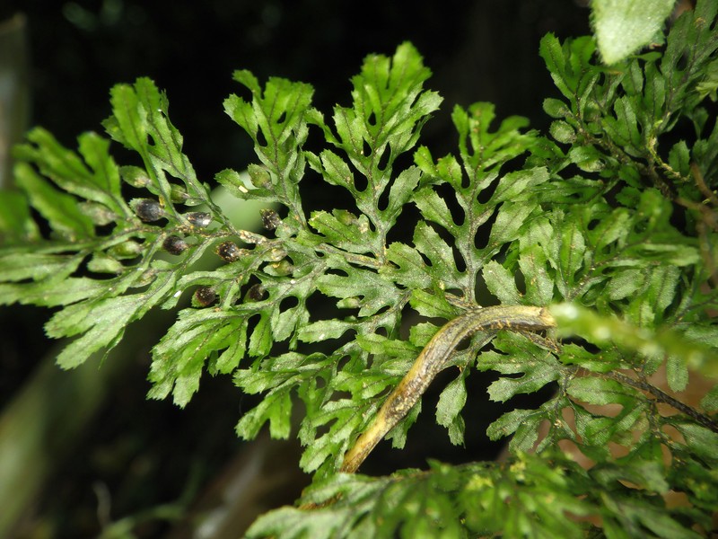 Graceful Filmy Fern photo 6