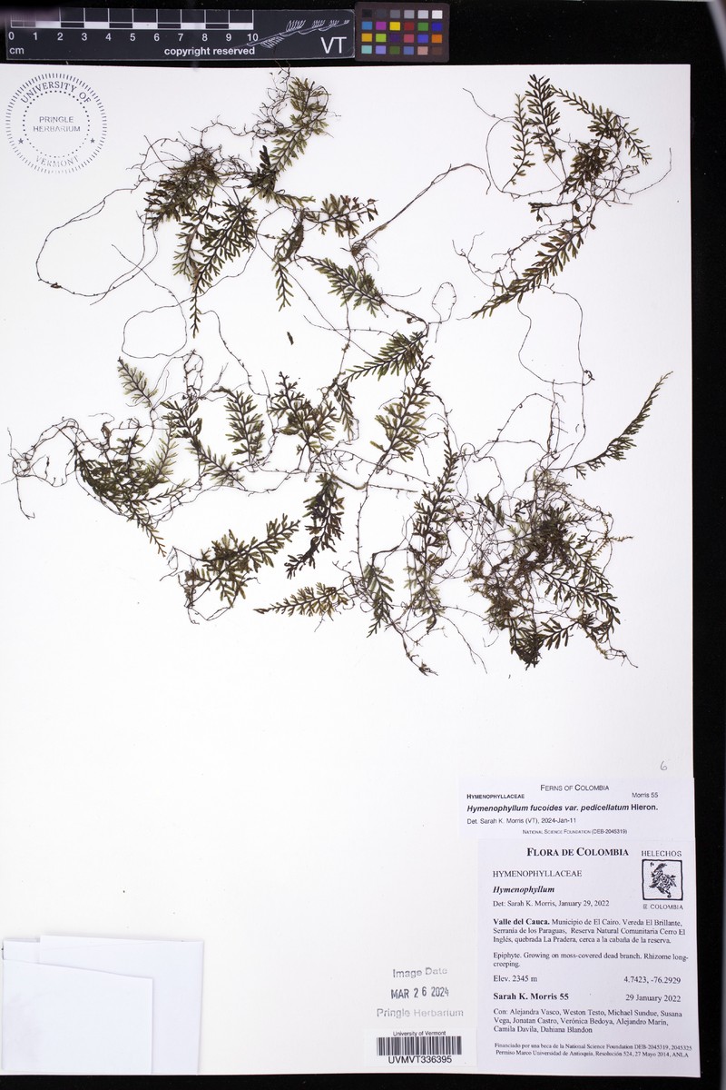 Hymenophyllum fucoides var. pedicellatum
