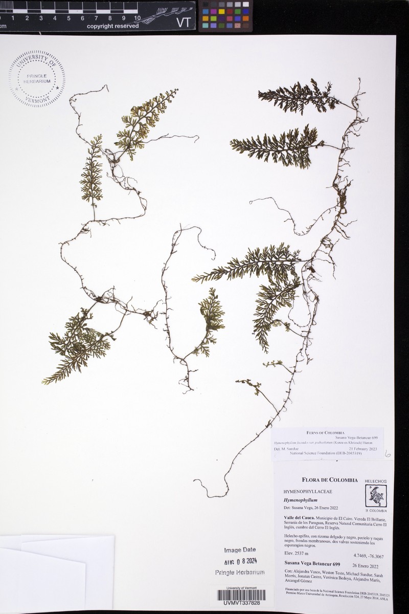Hymenophyllum fucoides var. pedicellatum photo 2