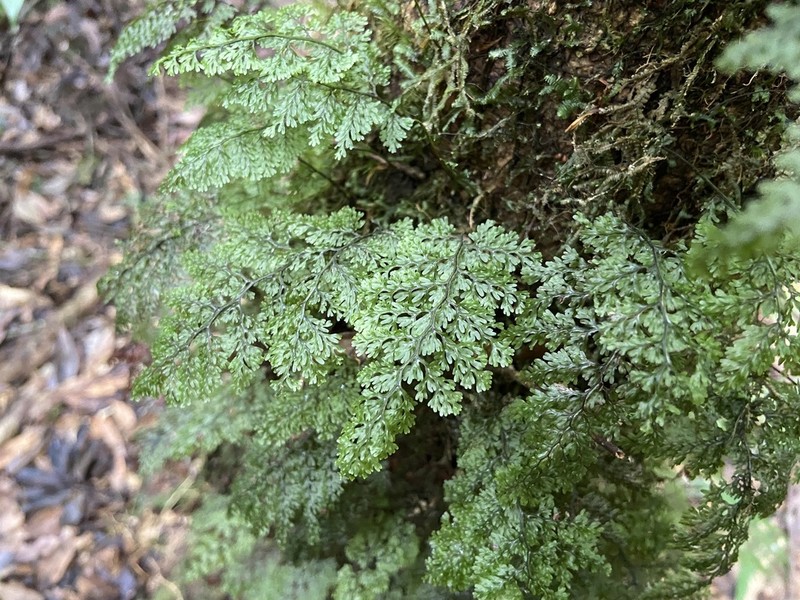 Hymenophyllum fujisanense