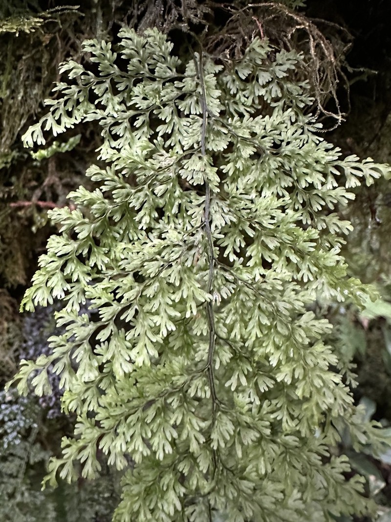Hymenophyllum fujisanense photo 2
