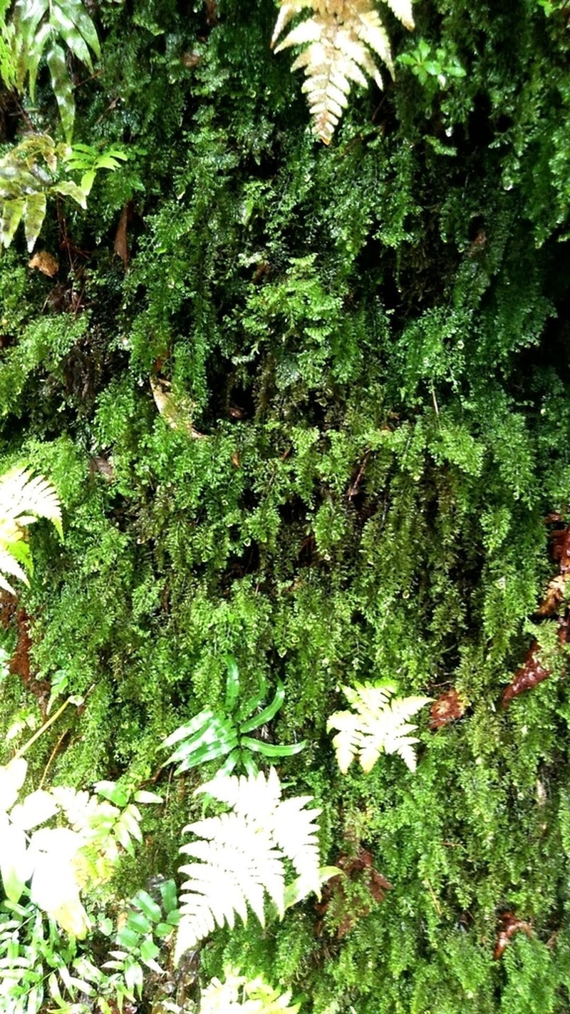 Hymenophyllum fujisanense photo 3