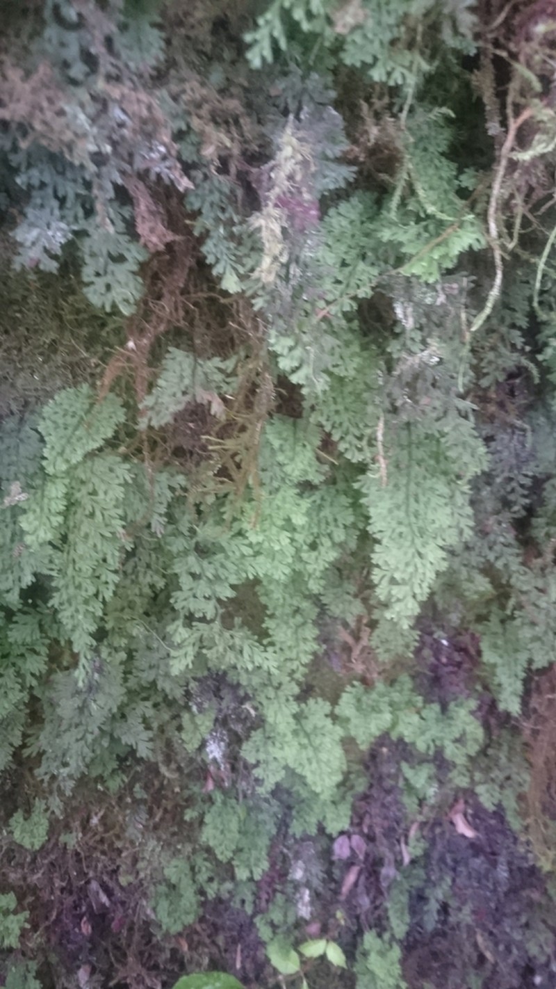 Hymenophyllum fujisanense photo 4
