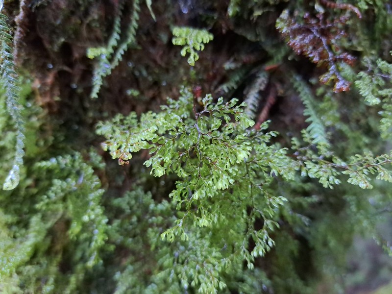 Hymenophyllum fujisanense photo 5