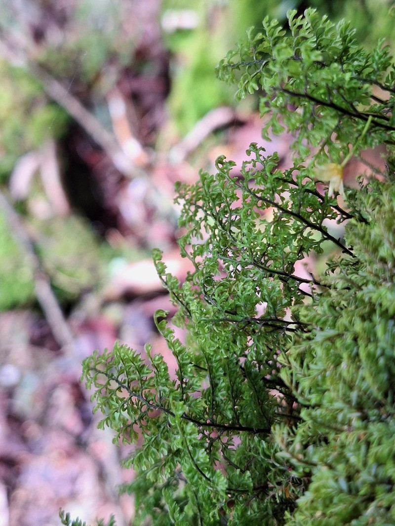 Hymenophyllum fujisanense photo 6