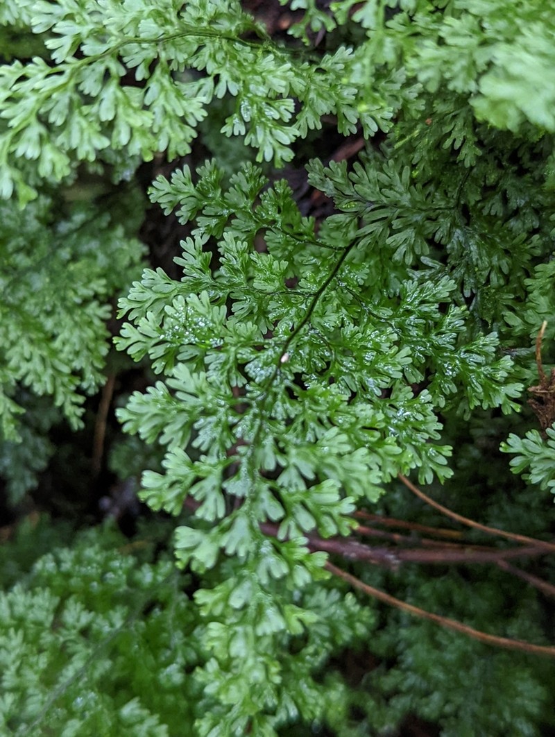 Hymenophyllum fujisanense photo 7