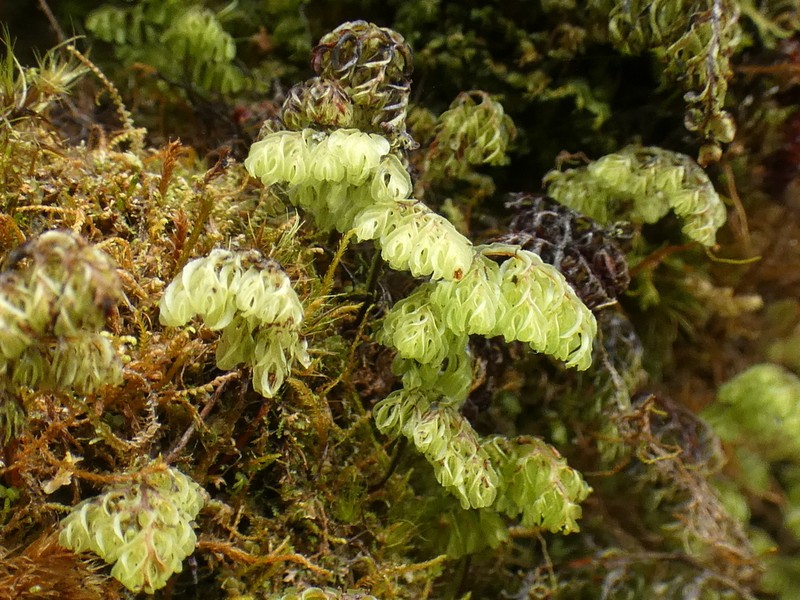 Hymenophyllum fujisanense photo 8