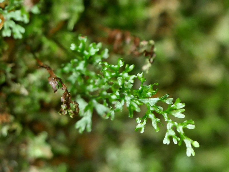 Hymenophyllum fumarioides