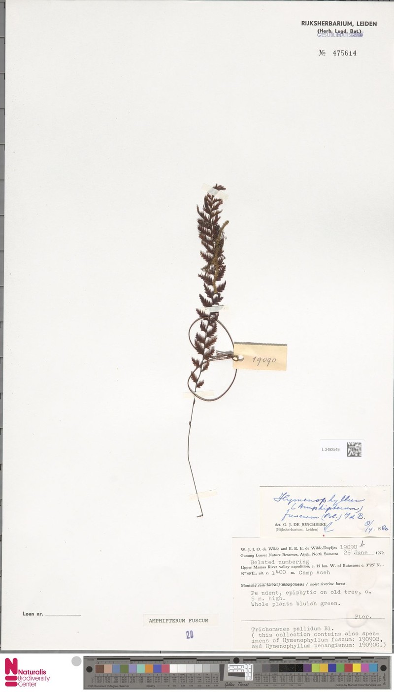 Hymenophyllum fuscum photo 2