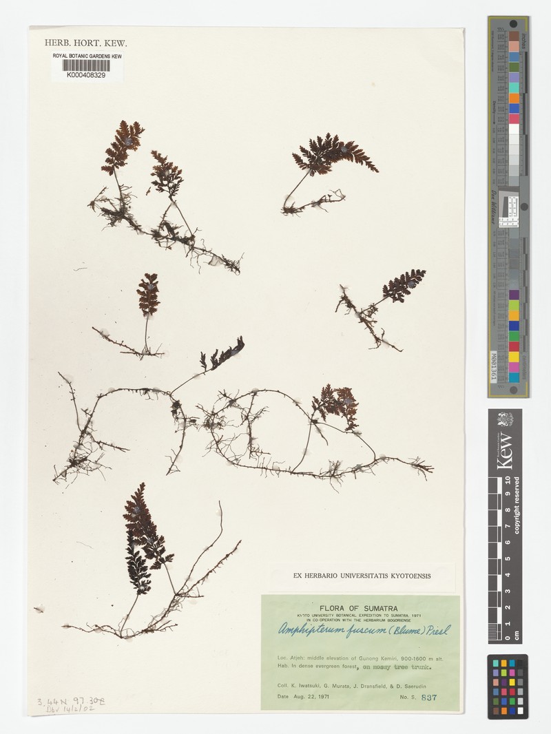 Hymenophyllum fuscum photo 3