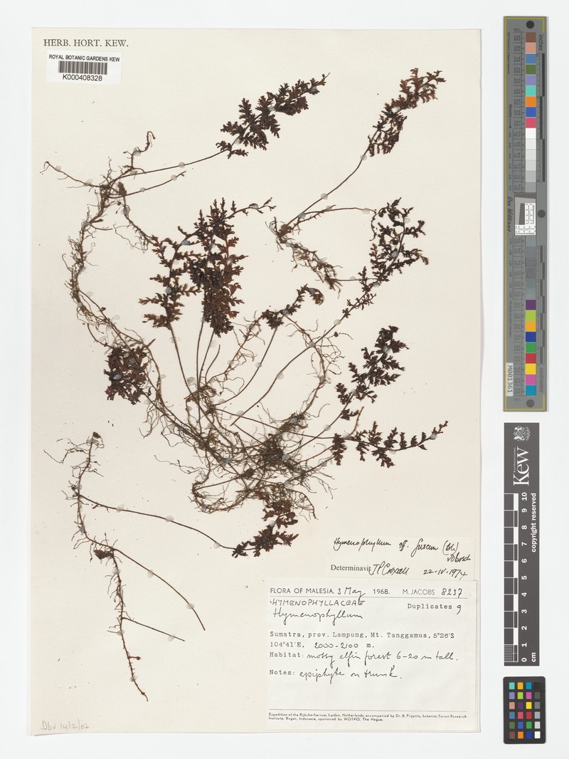Hymenophyllum fuscum photo 4