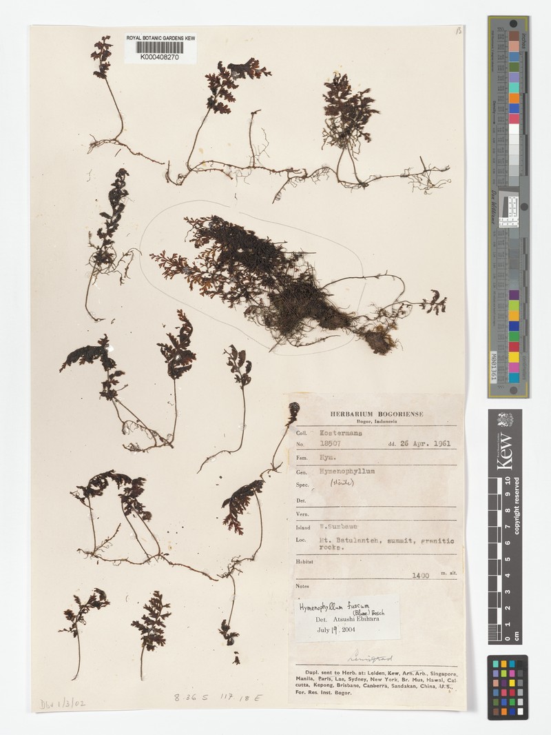 Hymenophyllum fuscum photo 5
