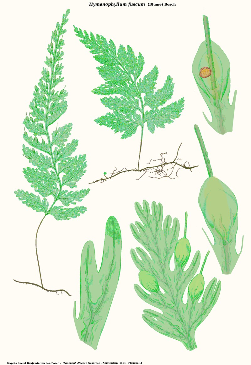Hymenophyllum fuscum