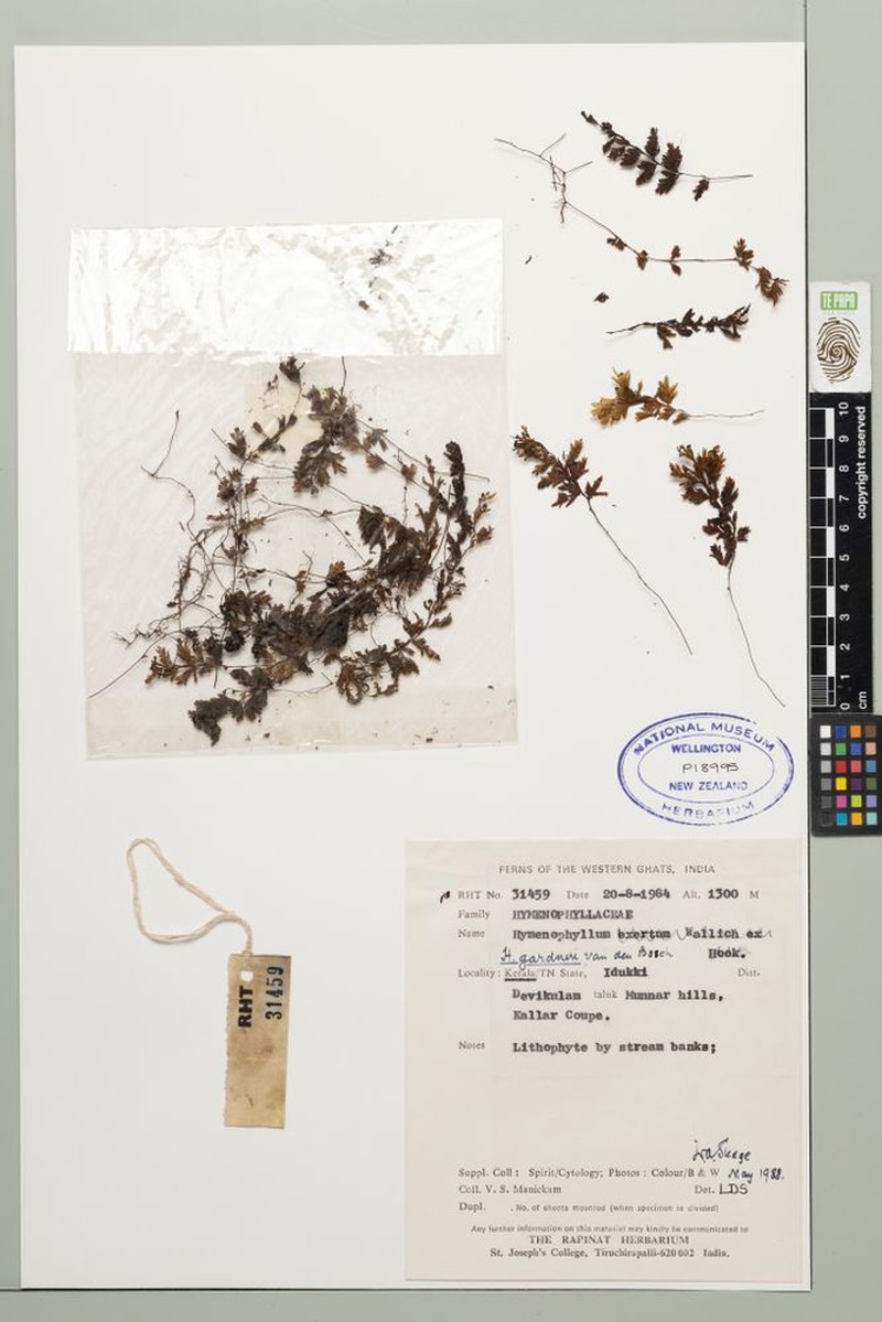 Hymenophyllum gardneri
