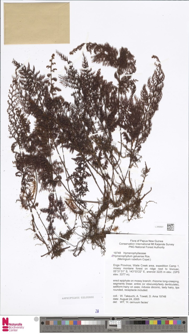 Hymenophyllum geluense