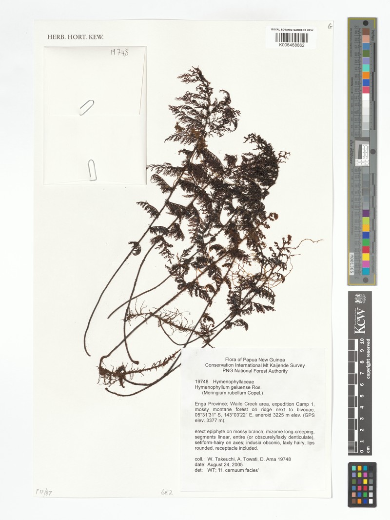 Hymenophyllum geluense photo 2