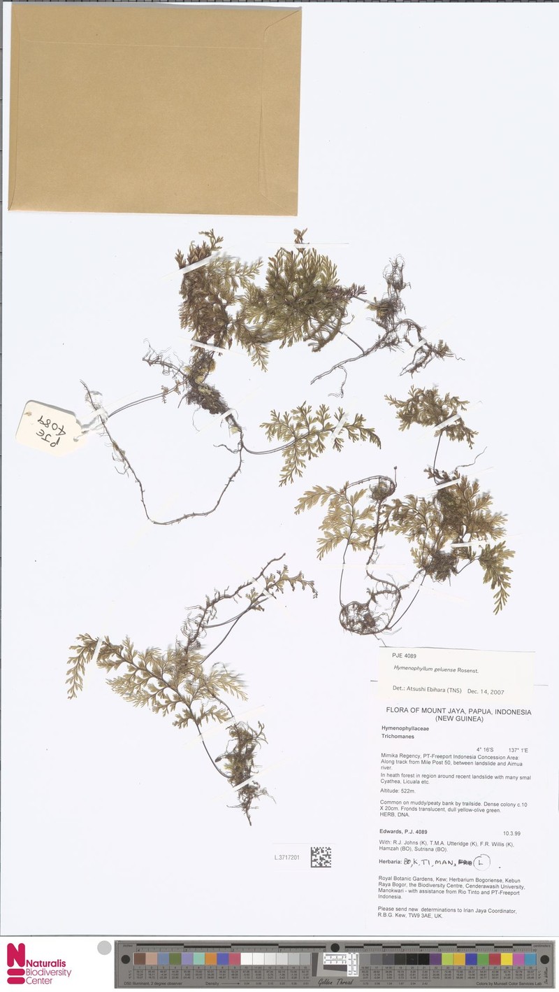 Hymenophyllum geluense photo 3