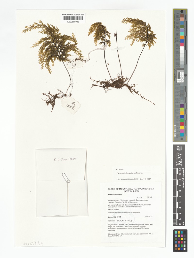 Hymenophyllum geluense photo 4