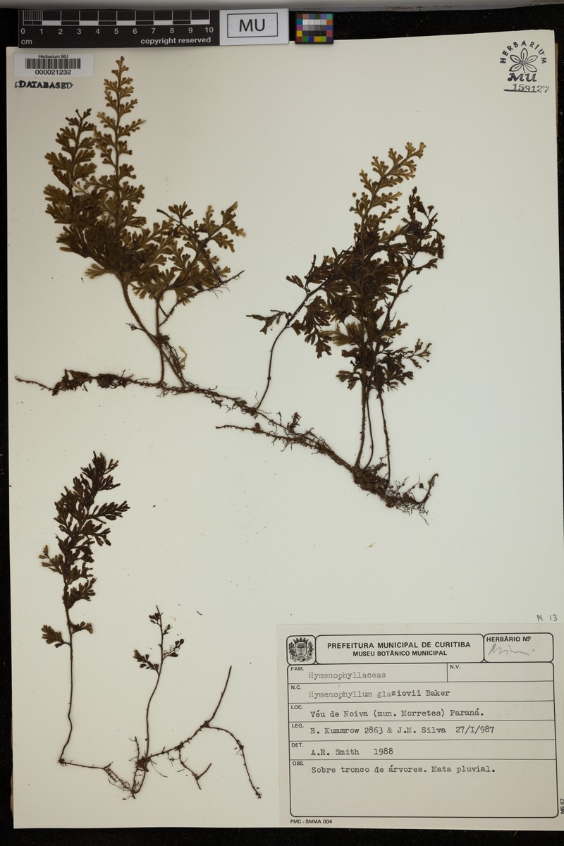 Hymenophyllum glaziovii