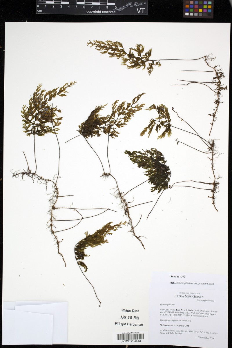 Hymenophyllum gorgoneum