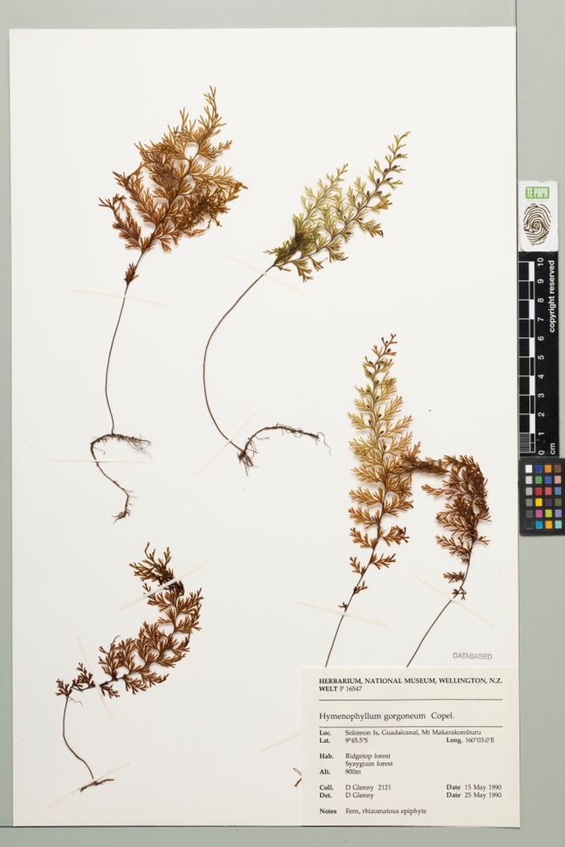 Hymenophyllum gorgoneum photo 2