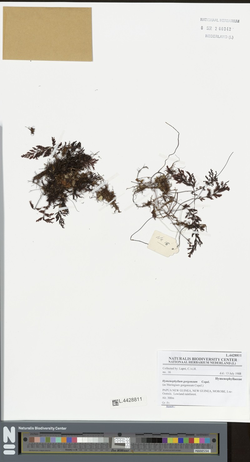 Hymenophyllum gorgoneum photo 3