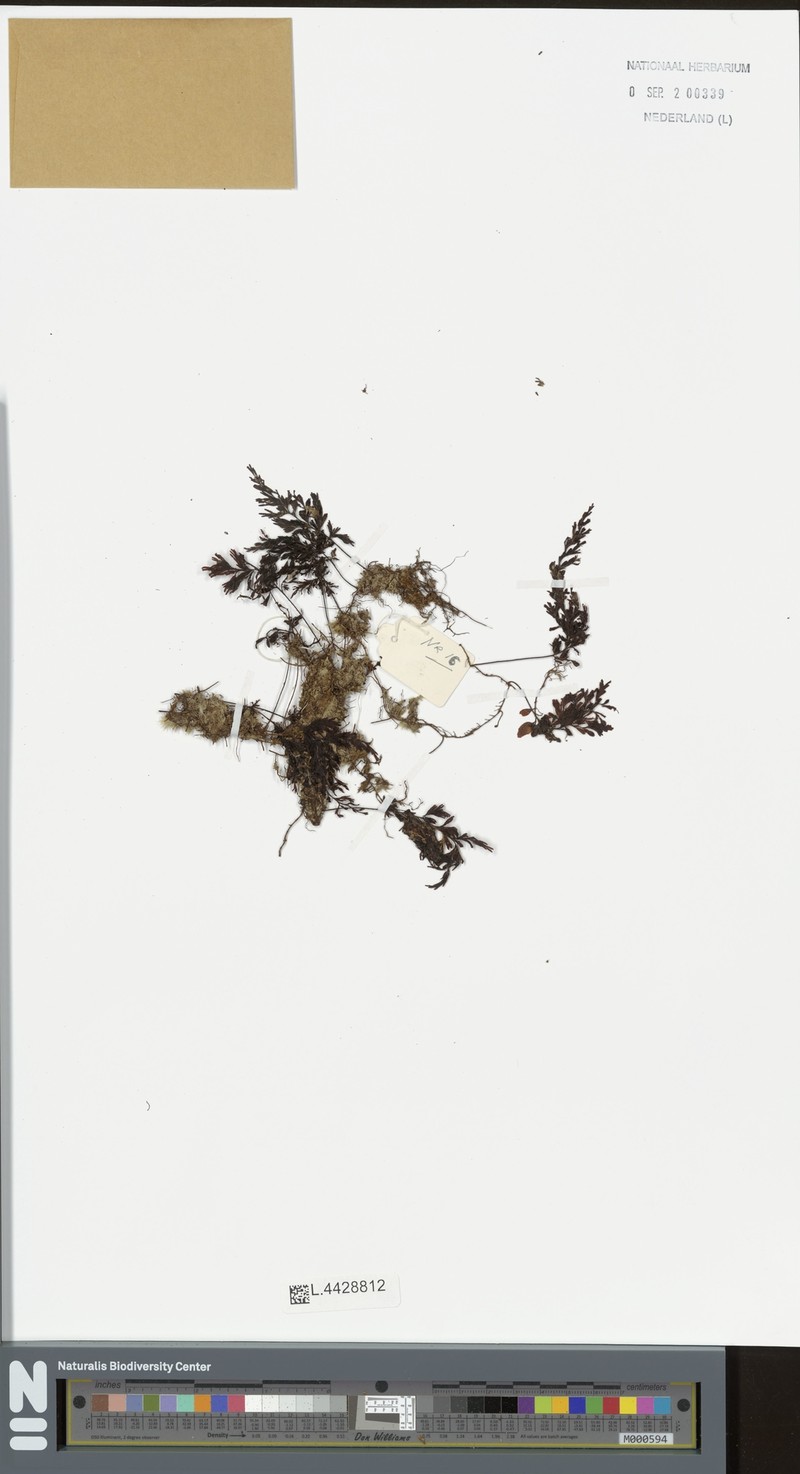 Hymenophyllum gorgoneum photo 4