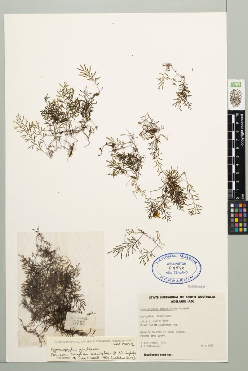 Hymenophyllum gracilescens