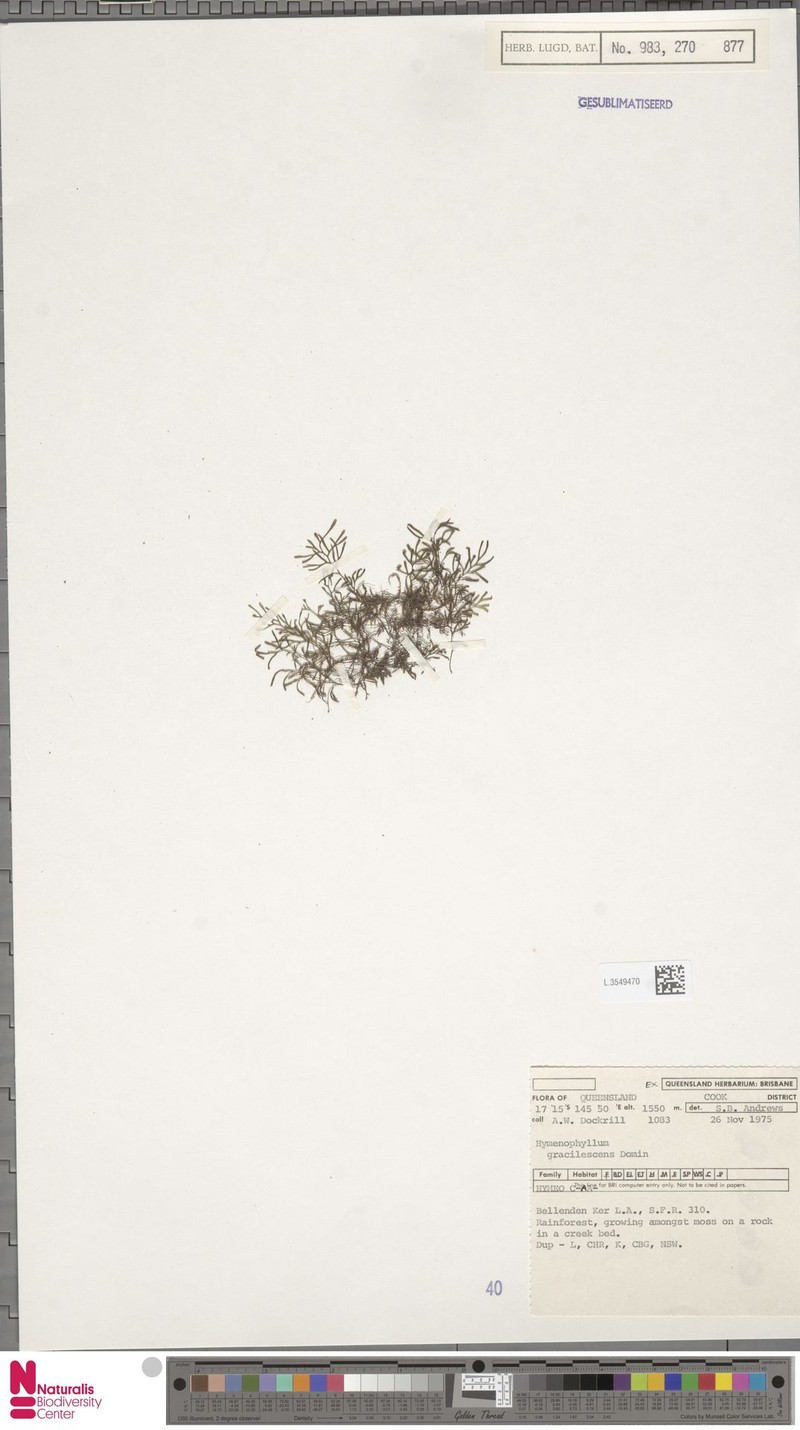 Hymenophyllum gracilescens photo 3