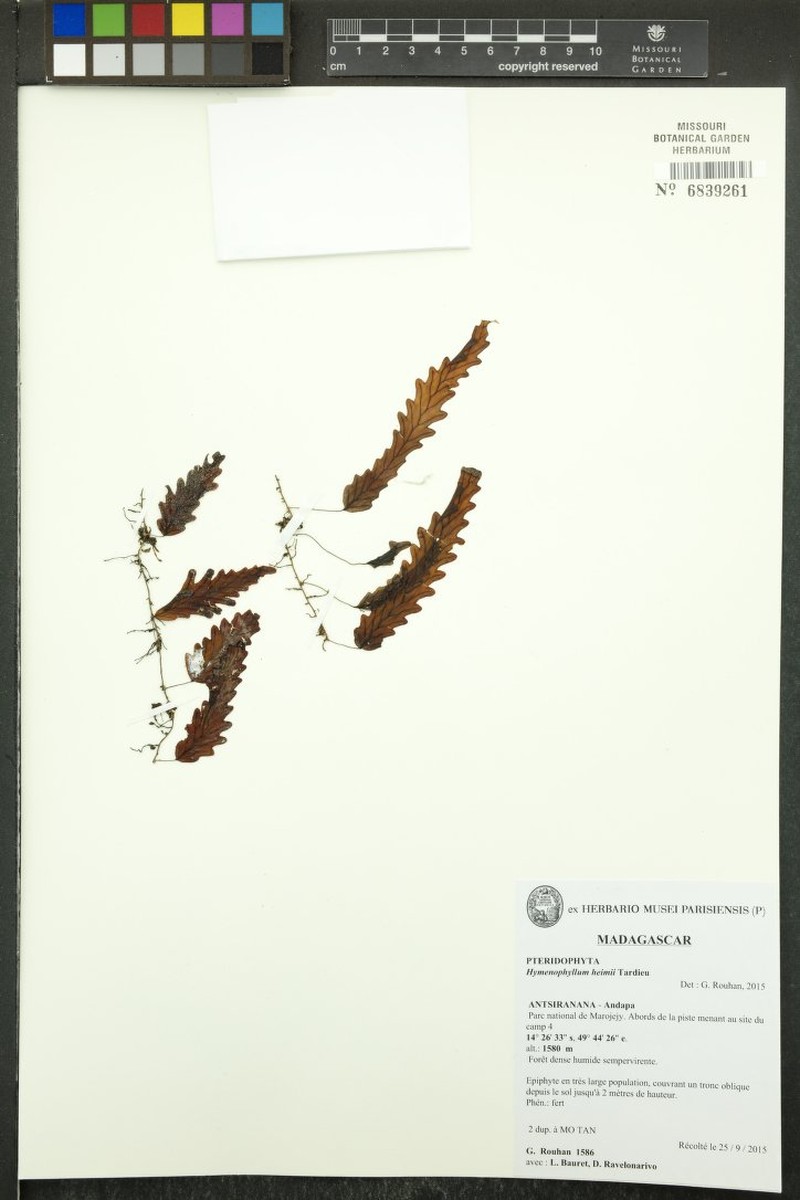 Hymenophyllum heimii