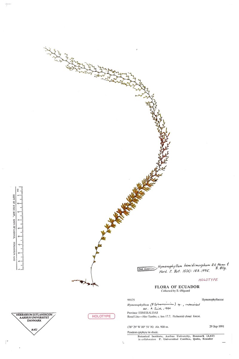 Hymenophyllum hemidimorphum