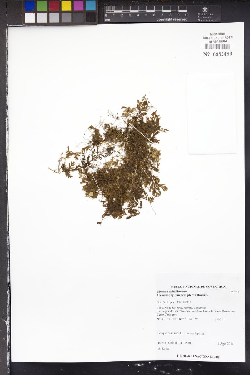 Hymenophyllum hemipteron photo 2