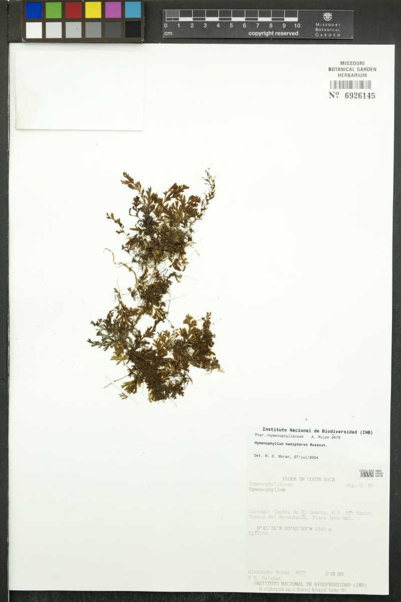 Hymenophyllum hemipteron photo 3