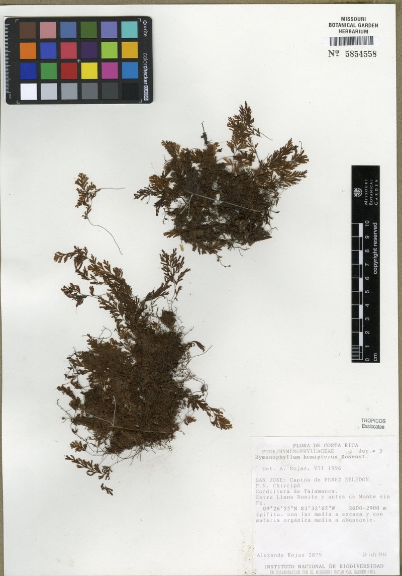 Hymenophyllum hemipteron photo 4