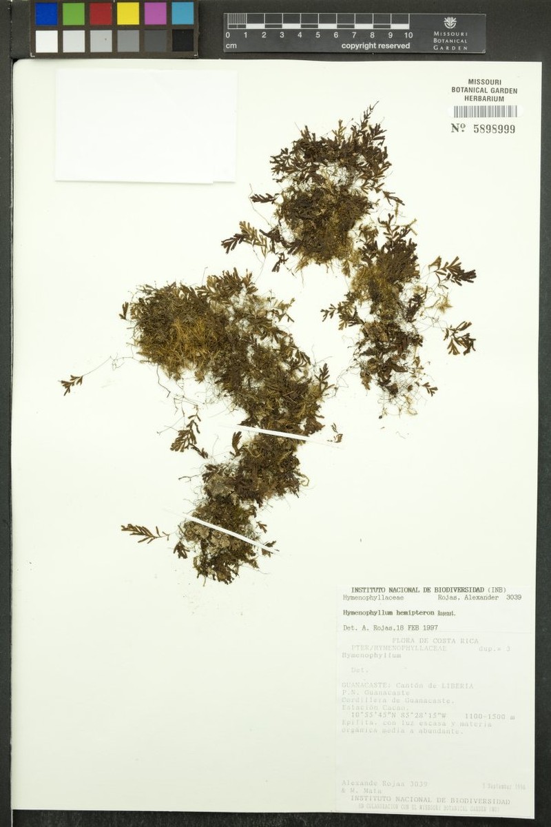 Hymenophyllum hemipteron photo 5