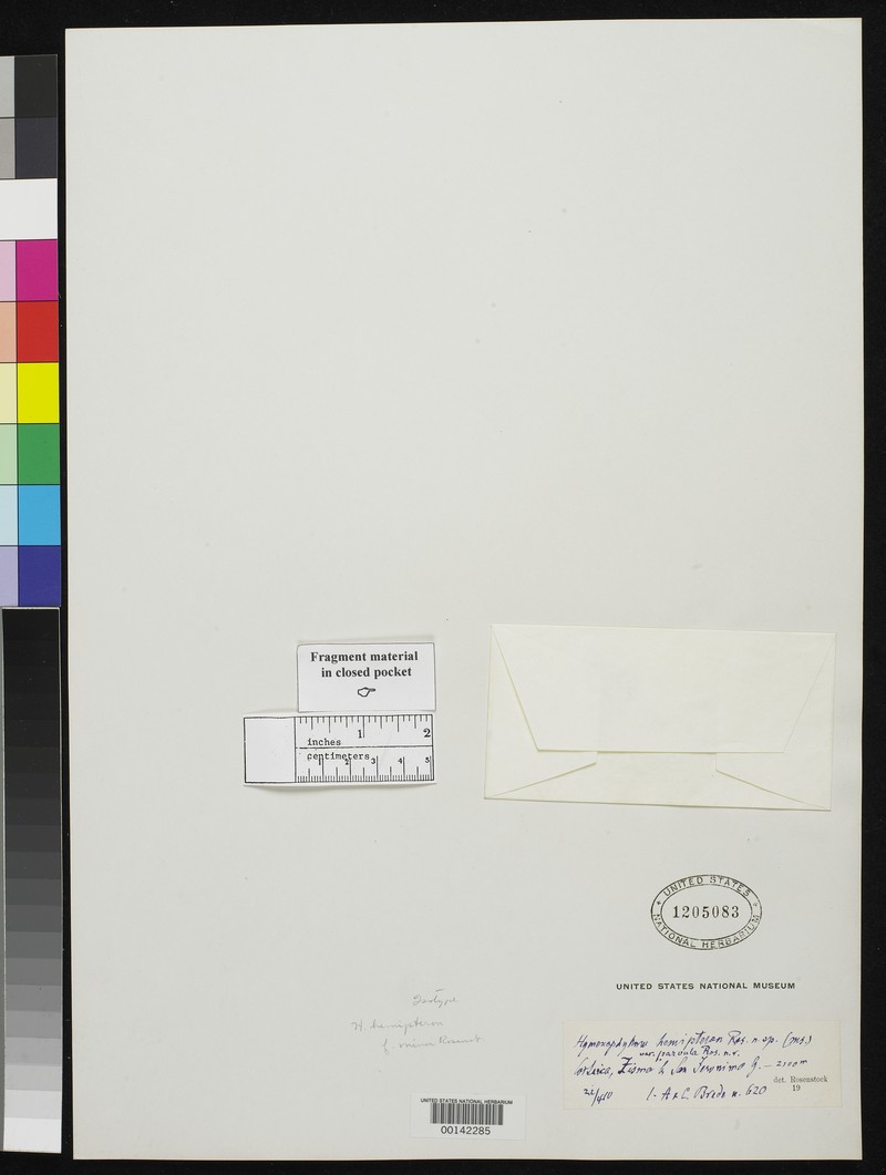 Hymenophyllum hemipteron photo 7