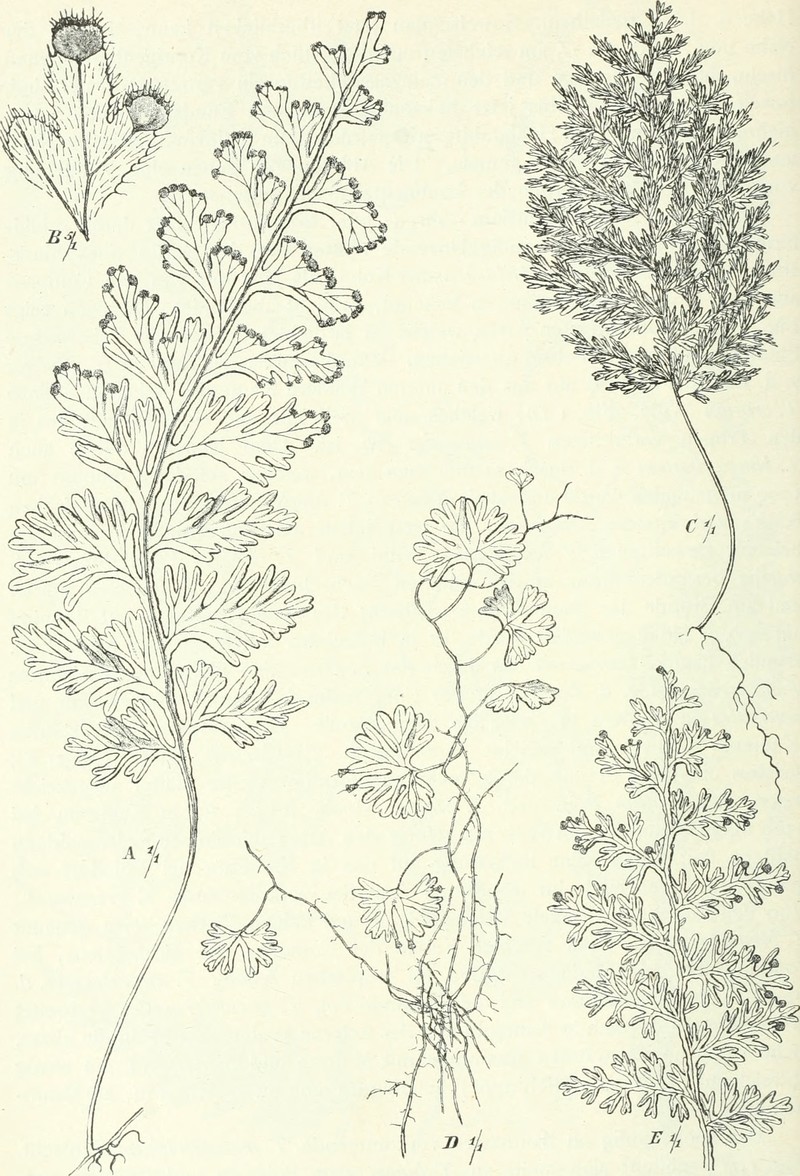 Hairy Filmy Fern photo 2