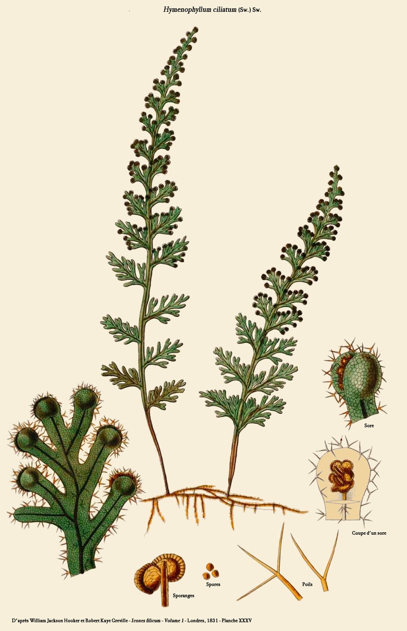 Hairy Filmy Fern photo 3