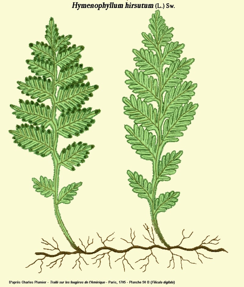 Hairy Filmy Fern photo 6