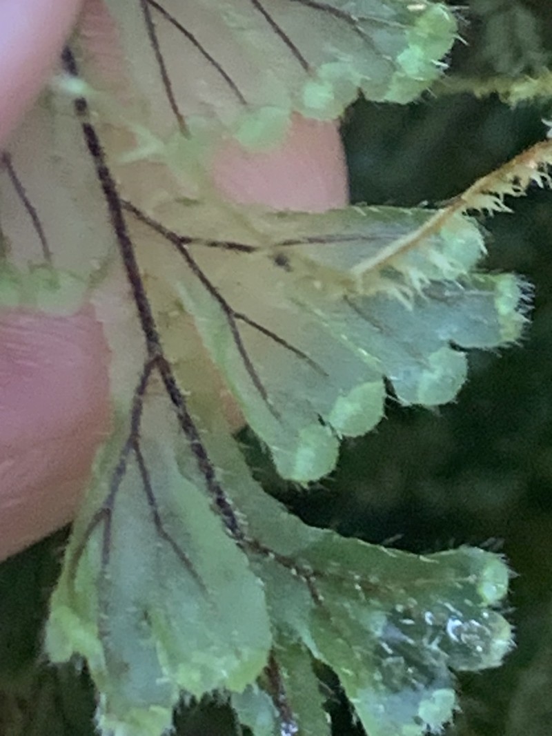 Hairy Filmy Fern